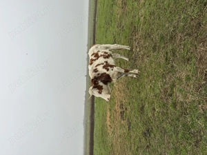 Vând 5 juninci sunt a făta, 9000 lei bucata  - imagine 4