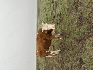 Vând 5 juninci sunt a făta, 9000 lei bucata  - imagine 3