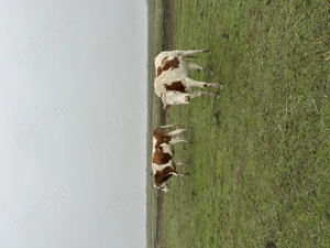 Vând 5 juninci sunt a făta, 9000 lei bucata 