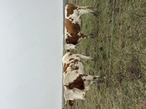 Vând 5 juninci sunt a făta, 9000 lei bucata  - imagine 2