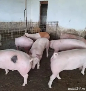 Porci de vanzare 