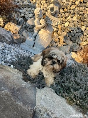 Catel shih tzu  - imagine 2