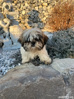 Catel shih tzu  - imagine 4