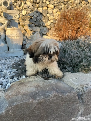 Catel shih tzu  - imagine 3