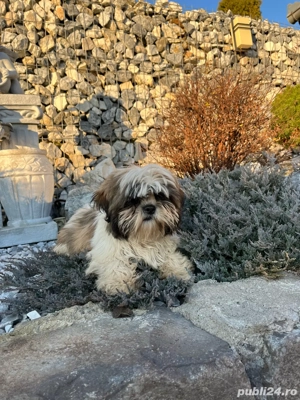 Catel shih tzu  - imagine 5