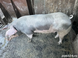 de vanzare scroafa petrean 13 lei kg