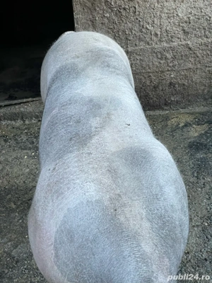 de vanzare scrofa petrean  - imagine 2