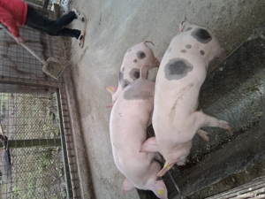 Marele alb cu pietrean 