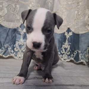 Pui Amstaff de vanzare