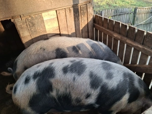 Vând porci 150 kg ,18 kg în viu. - imagine 2