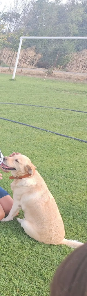 Donez Labrador Retriver cu pedigre