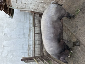 Vând porc  - imagine 4