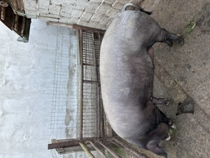 Vând porc  - imagine 2