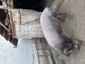 Vând porc  - imagine 5