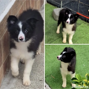 border collie pedigree export 