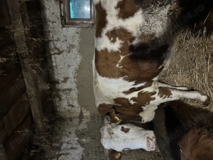 Vaca de abator 6500 Ron  - imagine 2