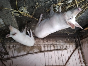 Vând 4 porci de sacrificare  - imagine 4