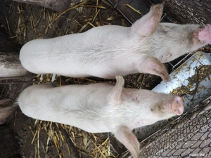 Vând 4 porci de sacrificare  - imagine 2