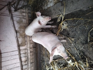 Vând 4 porci de sacrificare 
