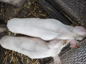 Vând 4 porci de sacrificare  - imagine 3