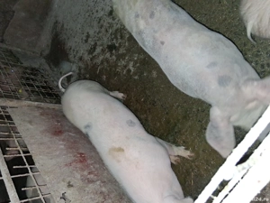 Soldani marele alb cu pietrean  