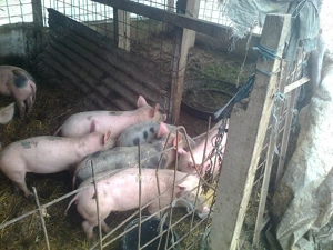 Porci si purcei de vanzare! - imagine 2