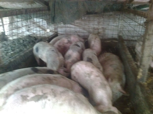 Porci si purcei de vanzare! - imagine 3