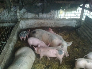 Porci si purcei de vanzare!