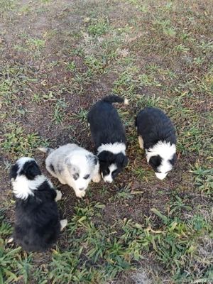  border colilie cu pedigree 