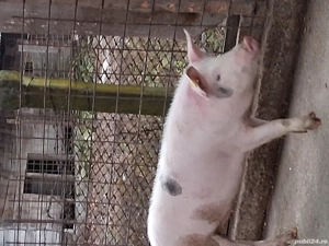 Soldani marele alb cu pietrean   - imagine 2