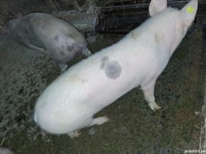 Soldani marele alb cu pietrean   - imagine 3