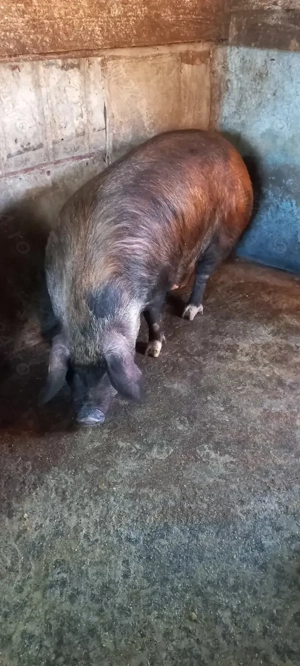 Porc de vanzare 180 -200 kg - imagine 2