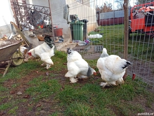 ouă pentru incubat  - imagine 5