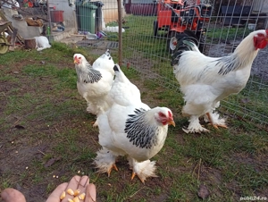 ouă pentru incubat  - imagine 3