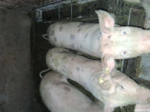 Soldani marele alb cu pietrean 