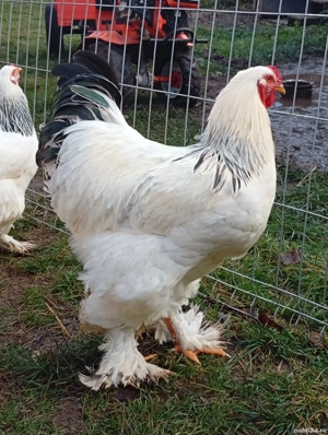 ouă pentru incubat  - imagine 4