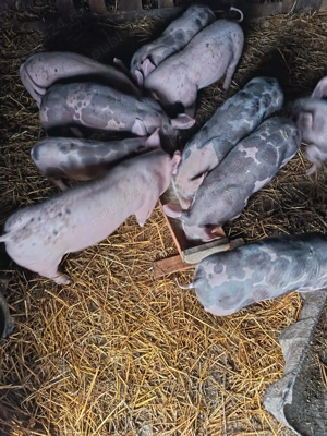 De vânzare purcei de 7saptamani