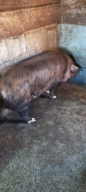 Porc de vanzare 180 -200 kg - imagine 4