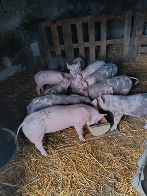 De vânzare purcei de 7saptamani - imagine 2