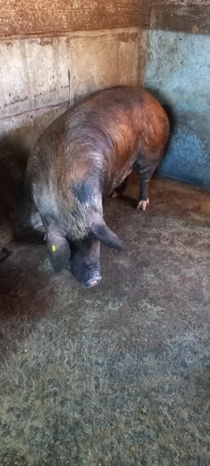 Porc de vanzare 180 -200 kg - imagine 3