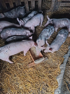 De vânzare purcei de 7saptamani - imagine 3