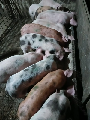 Vând Purceii deparazitați și castrați.  - imagine 2