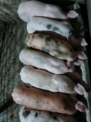 Vând Purceii deparazitați și castrați. 