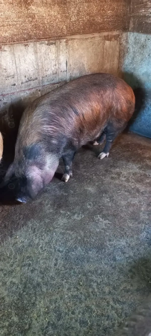 Porc de vanzare 180 -200 kg