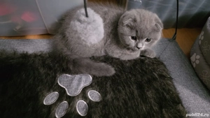 Pisoiași drăgălași Scottish Fold caută stăpâni iubitori