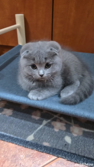 Pisoiași drăgălași Scottish Fold caută stăpâni iubitori - imagine 2