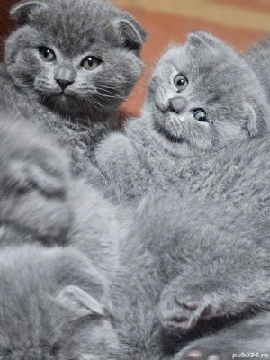 Pisoiași drăgălași Scottish Fold caută stăpâni iubitori - imagine 4