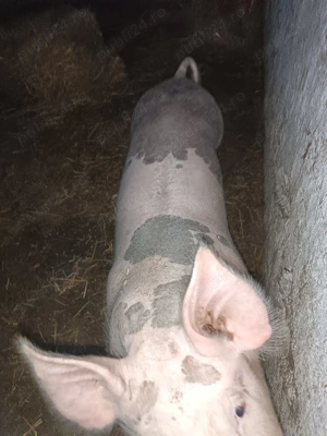 De vânzare pt sacrificat - imagine 3