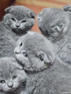 Pisoiași drăgălași Scottish Fold caută stăpâni iubitori - imagine 3