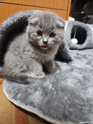 Pisoiași drăgălași Scottish Fold caută stăpâni iubitori - imagine 5